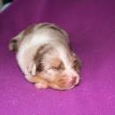 Akiba und Sunnys  Nachwuchs